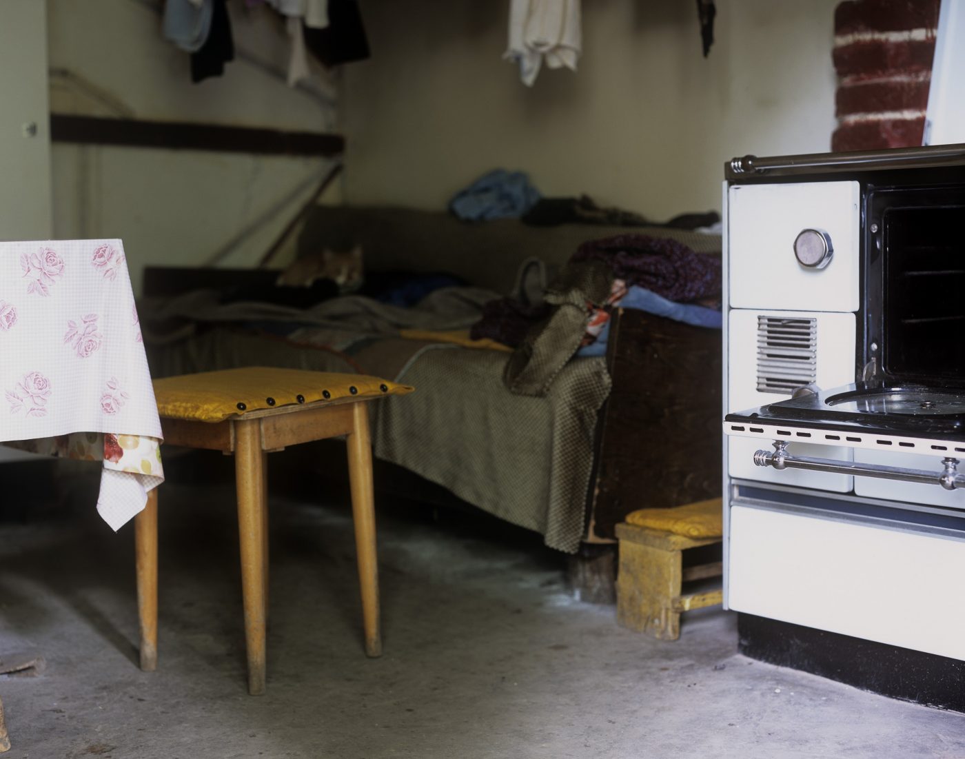 Flowers are still growing