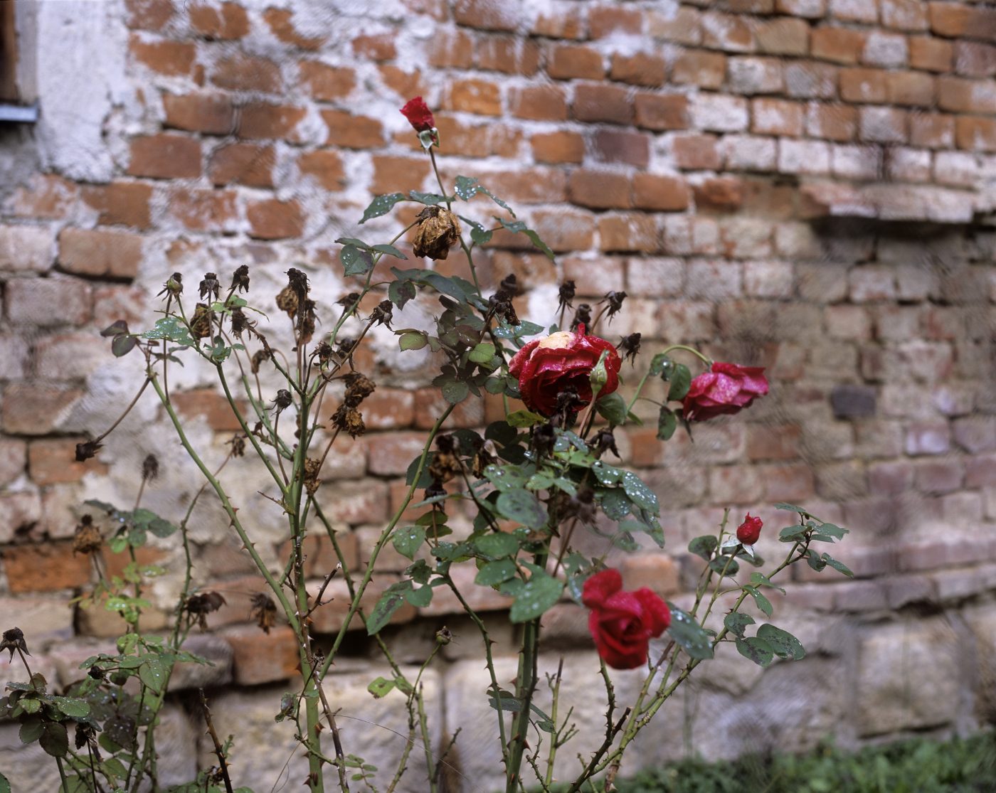 Flowers are still growing