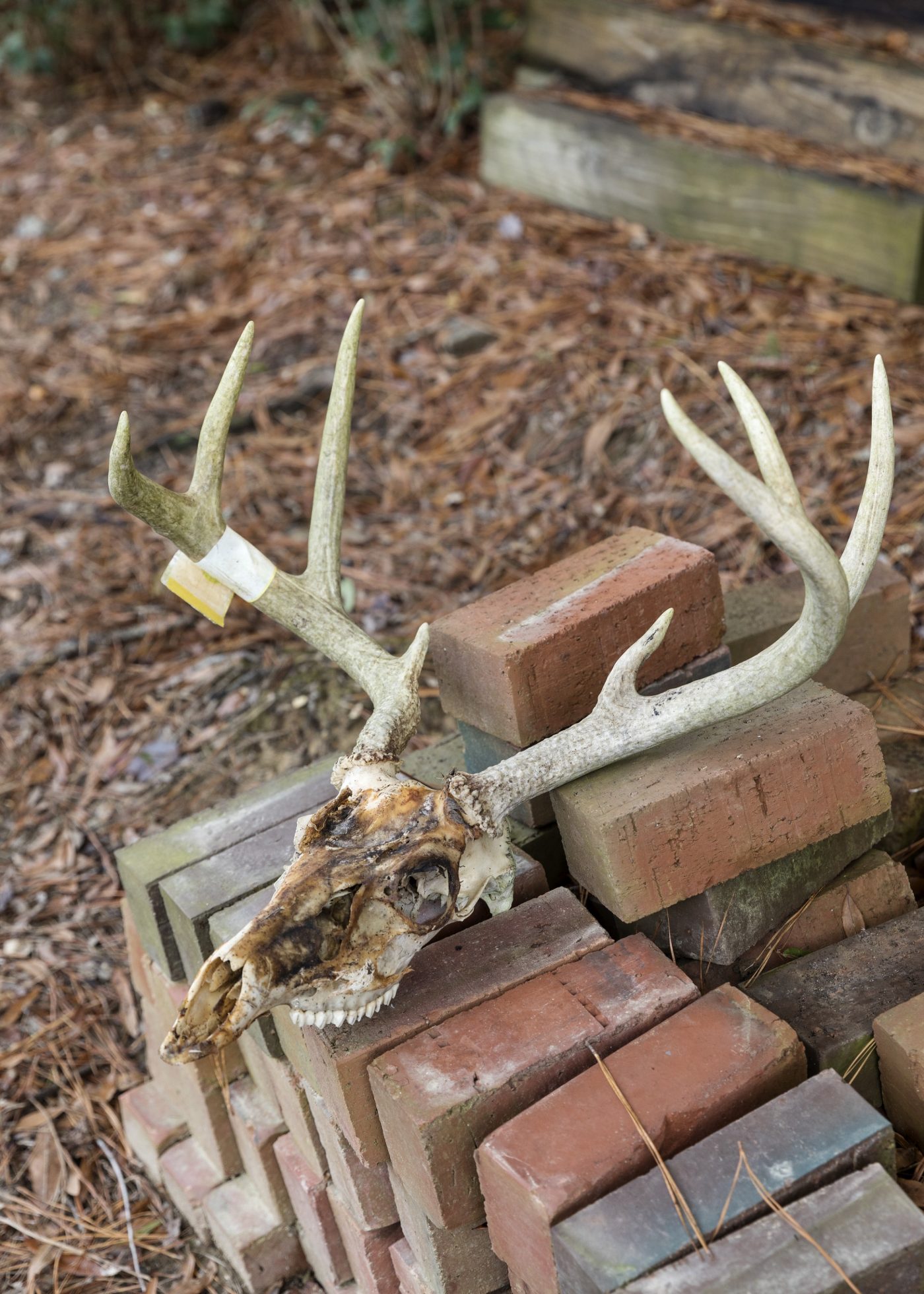 Untitled (deer skull)