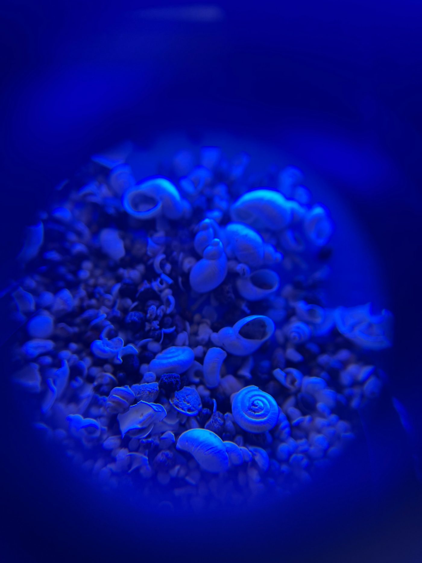 Gastropod, Ice dolls 2025